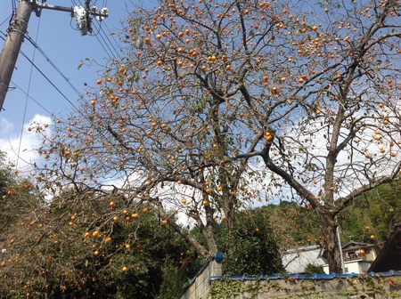 里山の風景～初秋⑤三和建設のコンクリート住宅＿blog宝塚・西宮・芦屋・神戸の鉄筋コンクリート住宅・ＲＣ住宅なら三和建設。