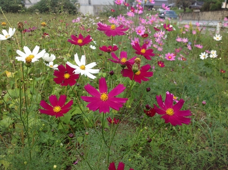 里山の風景～初秋⑥三和建設のコンクリート住宅＿blog宝塚・西宮・芦屋・神戸の鉄筋コンクリート住宅・ＲＣ住宅なら三和建設。