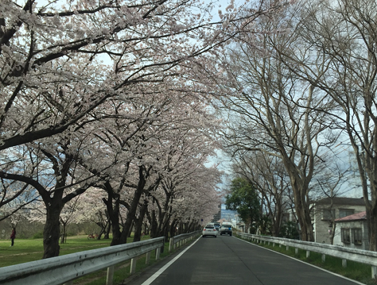 武庫川河川敷きの桜並木