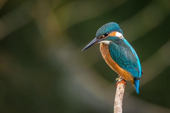 美しいこの鳥は「渓流の宝石」とも言われる｢カワセミ｣です。