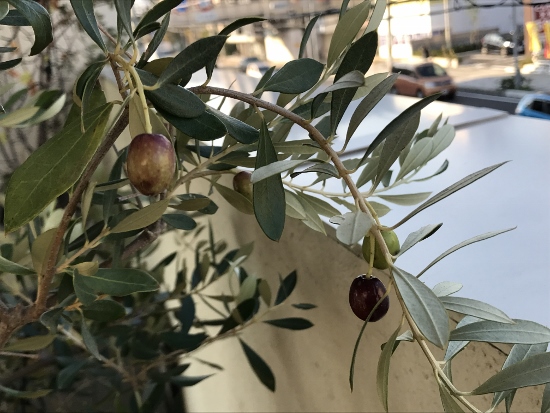 RCギャラリー西宮を彩る果樹のひとつ、オリーブの実
