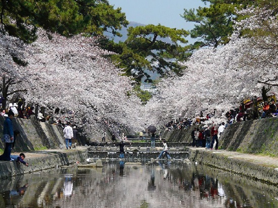 阪神間でも人気の桜の名所、夙川公園