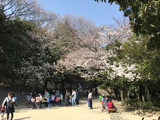 ＲＣギャラリー近く公園7部咲き桜