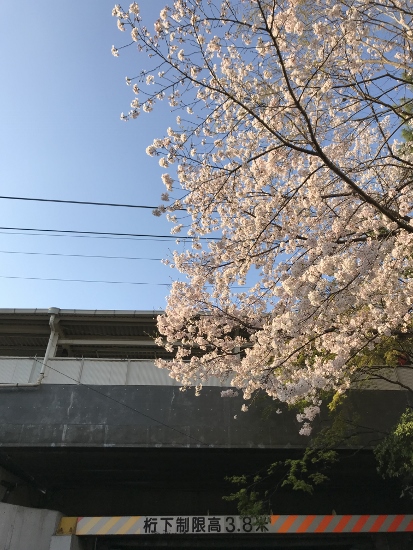 2018.3.30夙川桜②