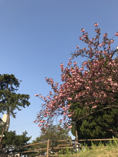 夙川駅周辺では八重桜が満開