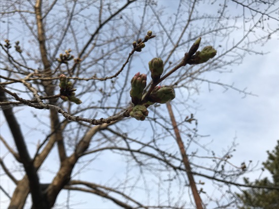 2019.3.23夙川公園桜