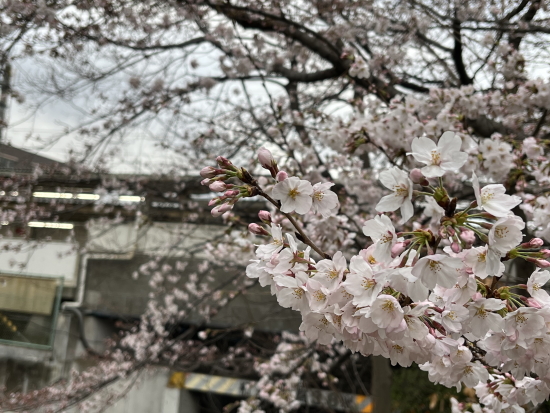 2022.03.28夙川桜
