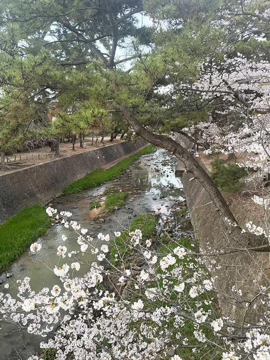 2023年夙川の桜