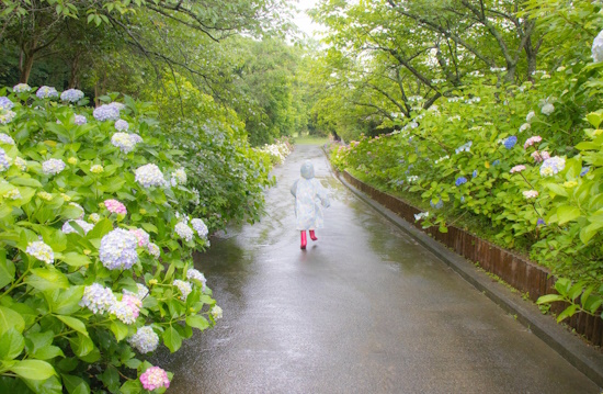 梅雨の彩