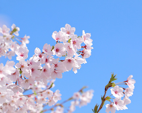 桜開花 桜開花