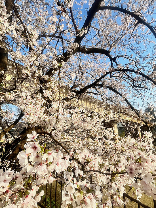 2026年桜 2026年桜